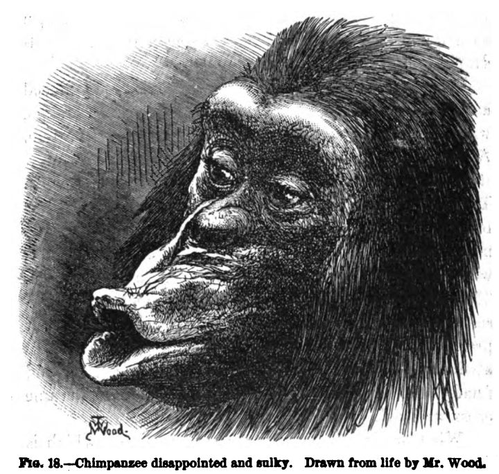 Chimpanzee Disappointed and Sulky. Fig. 18 