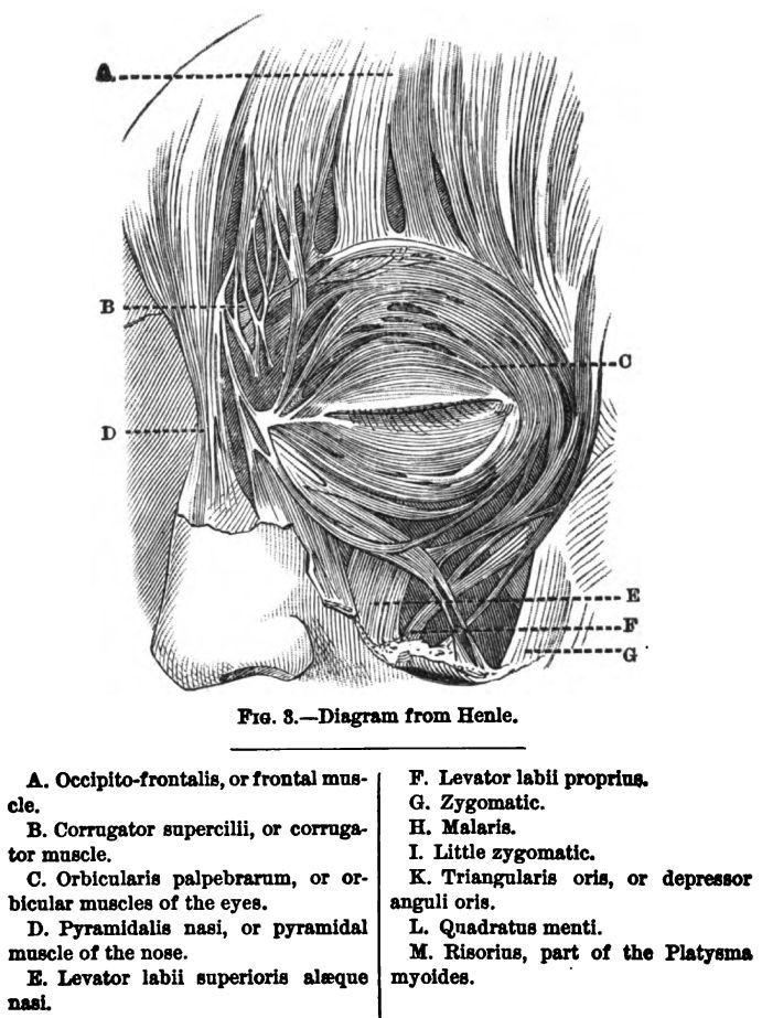 Muscles of the Human Face. Fig 3 