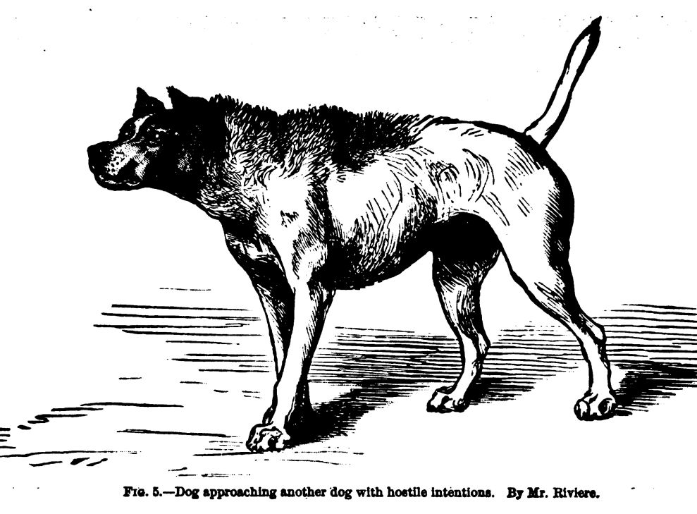 Dog in a Hostile Frame of Mind.  Fig. 5 